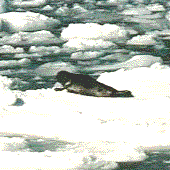 オホーツク海の流氷-2